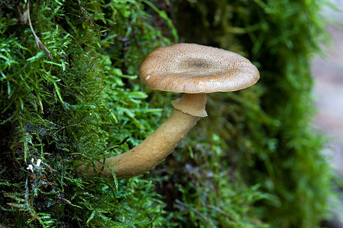 Armillaria hinnulea